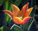 Orange Tulip_DSCF02122